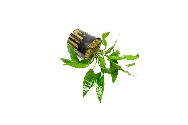 Cryptocoryne Usteriana Green aquatic plant from CPA, with lush green, elongated leaves suitable for freshwater aquariums.