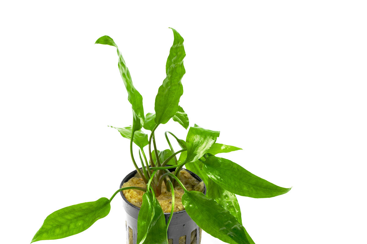 Cryptocoryne Usteriana Green - Live Aquarium Plant — Buce Plant
