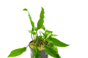 Cryptocoryne Usteriana Green aquatic plant from CPA with lush green leaves suitable for freshwater aquariums.