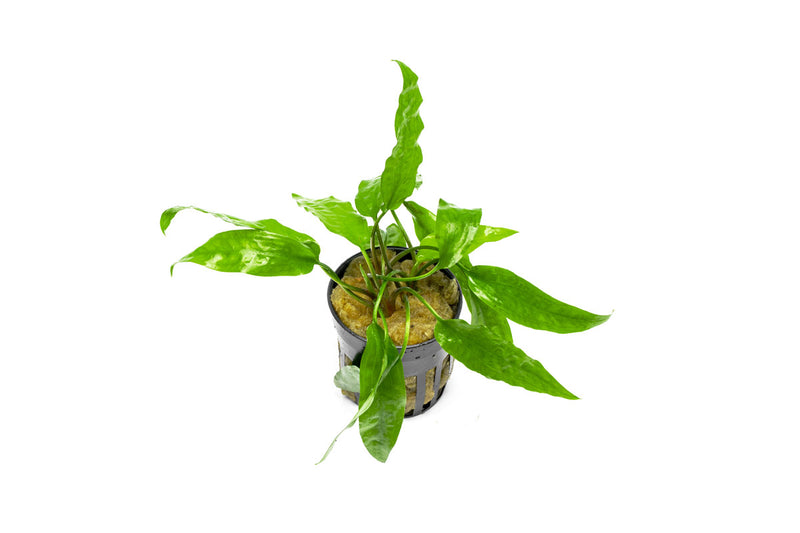 Healthy Cryptocoryne Usteriana Green aquatic plant from CPA, featuring lush green leaves for freshwater aquariums.