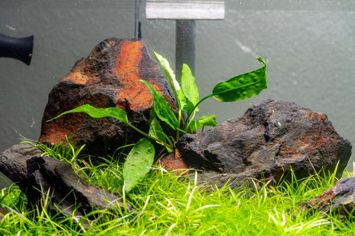 Cryptocoryne Usteriana Green Cryptocoryne - Buce Plant