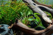 Cryptocoryne Walkeri Cryptocoryne - Buce Plant