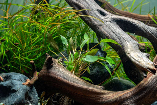 Cryptocoryne Walkeri Cryptocoryne - Buce Plant