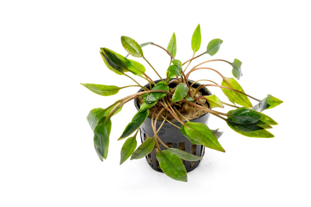Cryptocoryne Walkeri