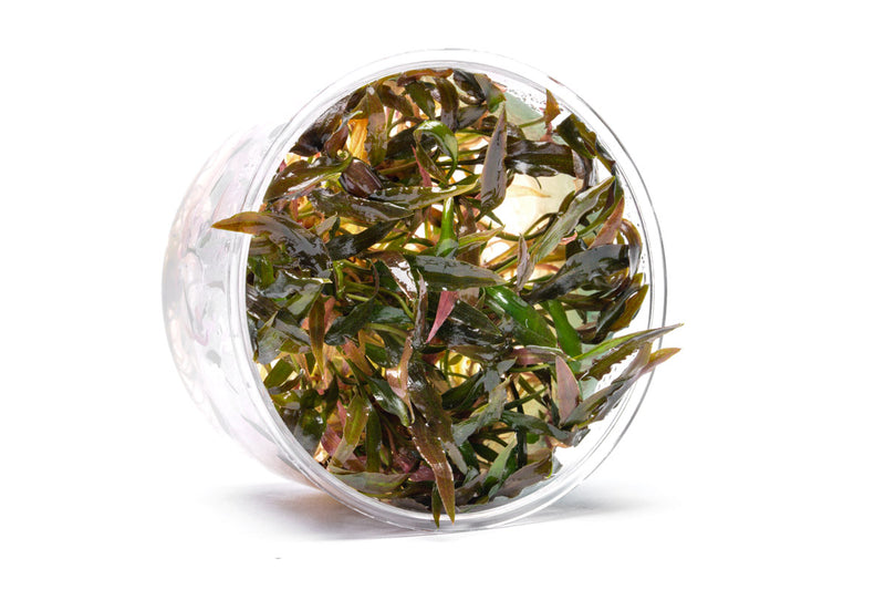 Cryptocoryne Walkeri UNS Tissue Culture Aquatic Plant - Buce Plant