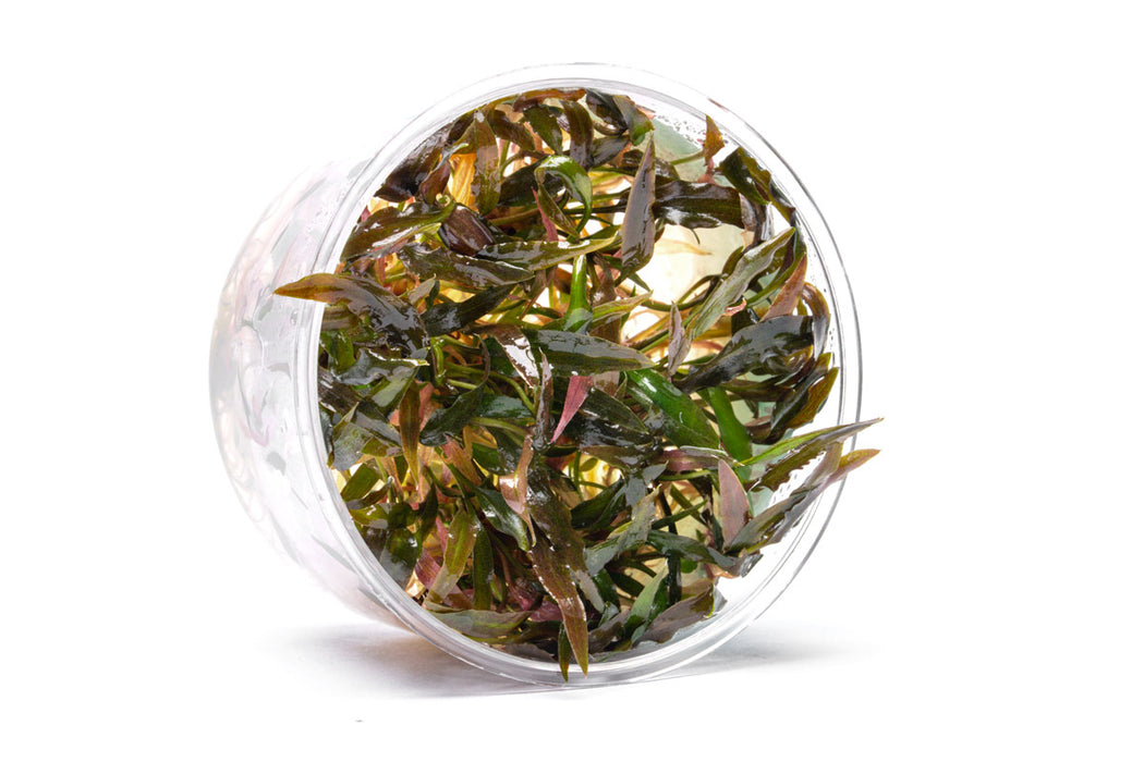 Cryptocoryne Walkeri UNS Tissue Culture