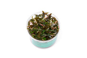 Cryptocoryne Walkeri UNS Tissue Culture Aquatic Plant - Buce Plant