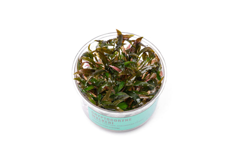 Cryptocoryne Walkeri UNS Tissue Culture Aquatic Plant - Buce Plant