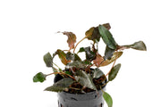 Cryptocoryne Wendtii Brown aquatic plant from CPA, featuring brownish green leaves suitable for freshwater aquariums.