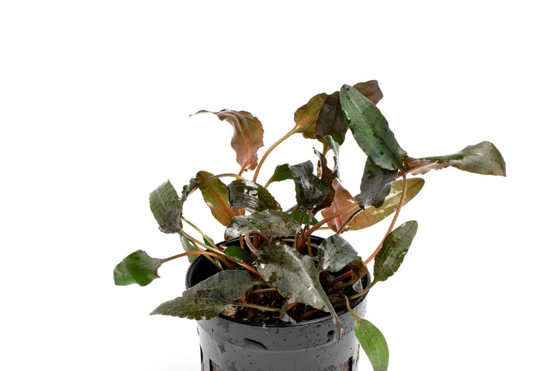 Cryptocoryne Wendtii Brown aquatic plant from CPA, featuring brownish green leaves suitable for freshwater aquariums.
