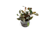 Cryptocoryne Wendtii Brown aquatic plant from CPA with broad brown-green leaves suitable for freshwater aquariums.
