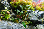 Cryptocoryne Wendtii Brown aquatic plant from CPA with brown-green leaves, suitable for freshwater aquariums.