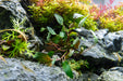 Cryptocoryne Wendtii Brown