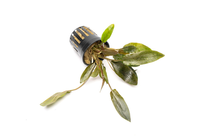 Cryptocoryne Wendtii Brown aquatic plant from CPA, showing lush green and brown leaves suitable for freshwater aquariums