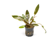 Cryptocoryne Wendtii Brown aquatic plant from CPA with green and brown leaves suitable for freshwater aquariums.
