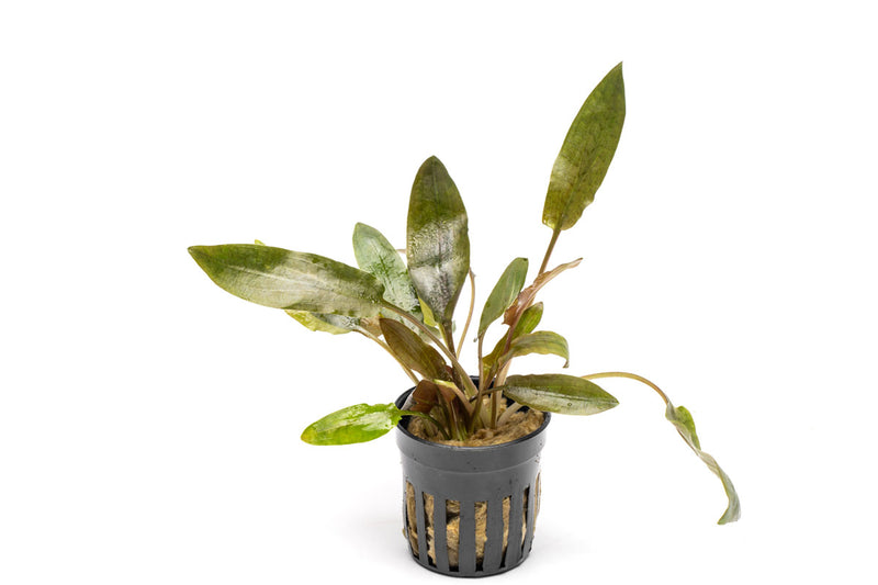 Cryptocoryne Wendtii Brown aquatic plant from CPA with green and brown leaves suitable for freshwater aquariums.