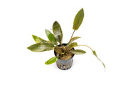 Cryptocoryne Wendtii Brown aquatic plant from CPA with lush green and brown leaves, ideal for freshwater aquarium aquascaping.