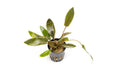 Cryptocoryne Wendtii Brown