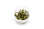 Cryptocoryne Wendtii Brown Aquatic Farmer Tissue Culture Aquatic Plant - Buce Plant