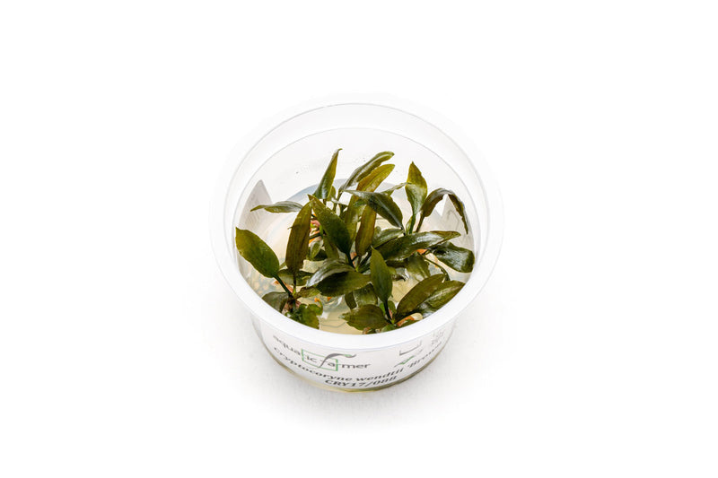 Cryptocoryne Wendtii Brown Aquatic Farmer Tissue Culture Aquatic Plant - Buce Plant