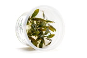 Cryptocoryne Wendtii Brown Aquatic Farmer Tissue Culture Aquatic Plant - Buce Plant