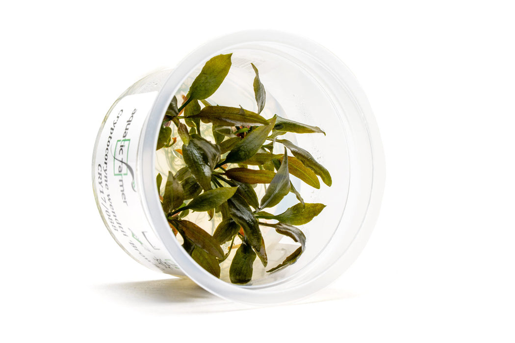 Cryptocoryne Wendtii Brown Aquatic Farmer Tissue Culture