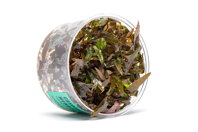 Cryptocoryne Wendtii Brown UNS Tissue Culture Aquatic Plant - Buce Plant