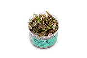 Cryptocoryne Wendtii Brown UNS Tissue Culture Aquatic Plant - Buce Plant