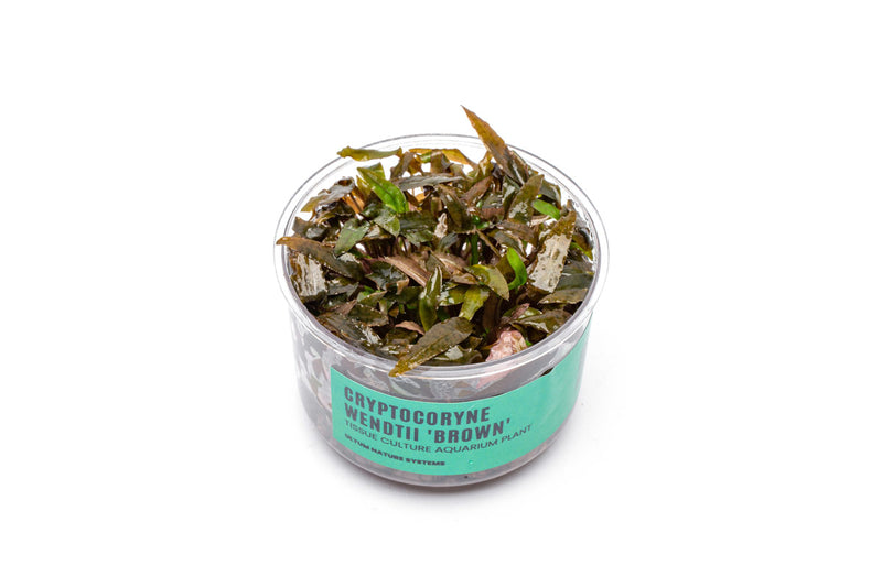 Cryptocoryne Wendtii Brown UNS Tissue Culture Aquatic Plant - Buce Plant