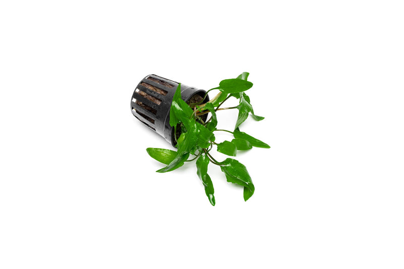 Healthy Cryptocoryne Wendtii Green aquatic plant from ACW, featuring vibrant green leaves suitable for freshwater aquariums.