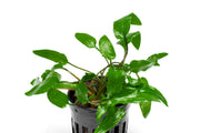 Healthy Cryptocoryne Wendtii Green aquatic plant by ACW with vibrant green leaves for freshwater aquariums.