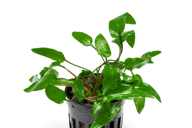 Healthy Cryptocoryne Wendtii Green aquatic plant by ACW with vibrant green leaves for freshwater aquariums.