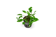 Healthy Cryptocoryne Wendtii Green aquatic plant from ACW with lush green leaves suitable for freshwater aquariums.