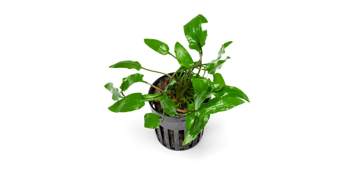 Cryptocoryne Wendtii Green Aquarium Plant - Buce Plant