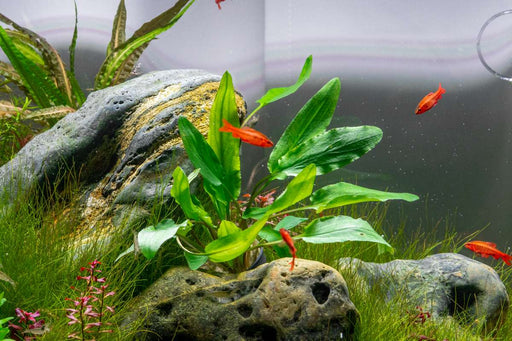 Cryptocoryne Wendtii Green Cryptocoryne - Buce Plant