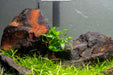 Cryptocoryne Wendtii Green Cryptocoryne - Buce Plant
