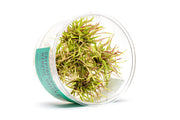 Cryptocoryne Wendtii Green Gecko UNS Tissue Culture Aquatic Plant - Buce Plant