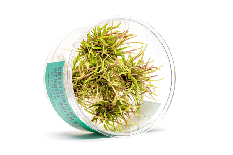Cryptocoryne Wendtii Green Gecko UNS Tissue Culture Aquatic Plant - Buce Plant