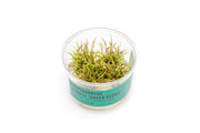 Cryptocoryne Wendtii Green Gecko UNS Tissue Culture Aquatic Plant - Buce Plant