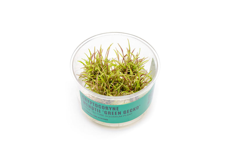 Cryptocoryne Wendtii Green Gecko UNS Tissue Culture Aquatic Plant - Buce Plant