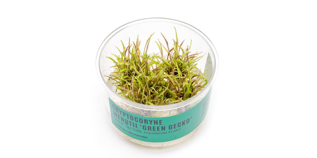 Cryptocoryne Wendtii Green Gecko UNS Tissue Culture - Buce Plant