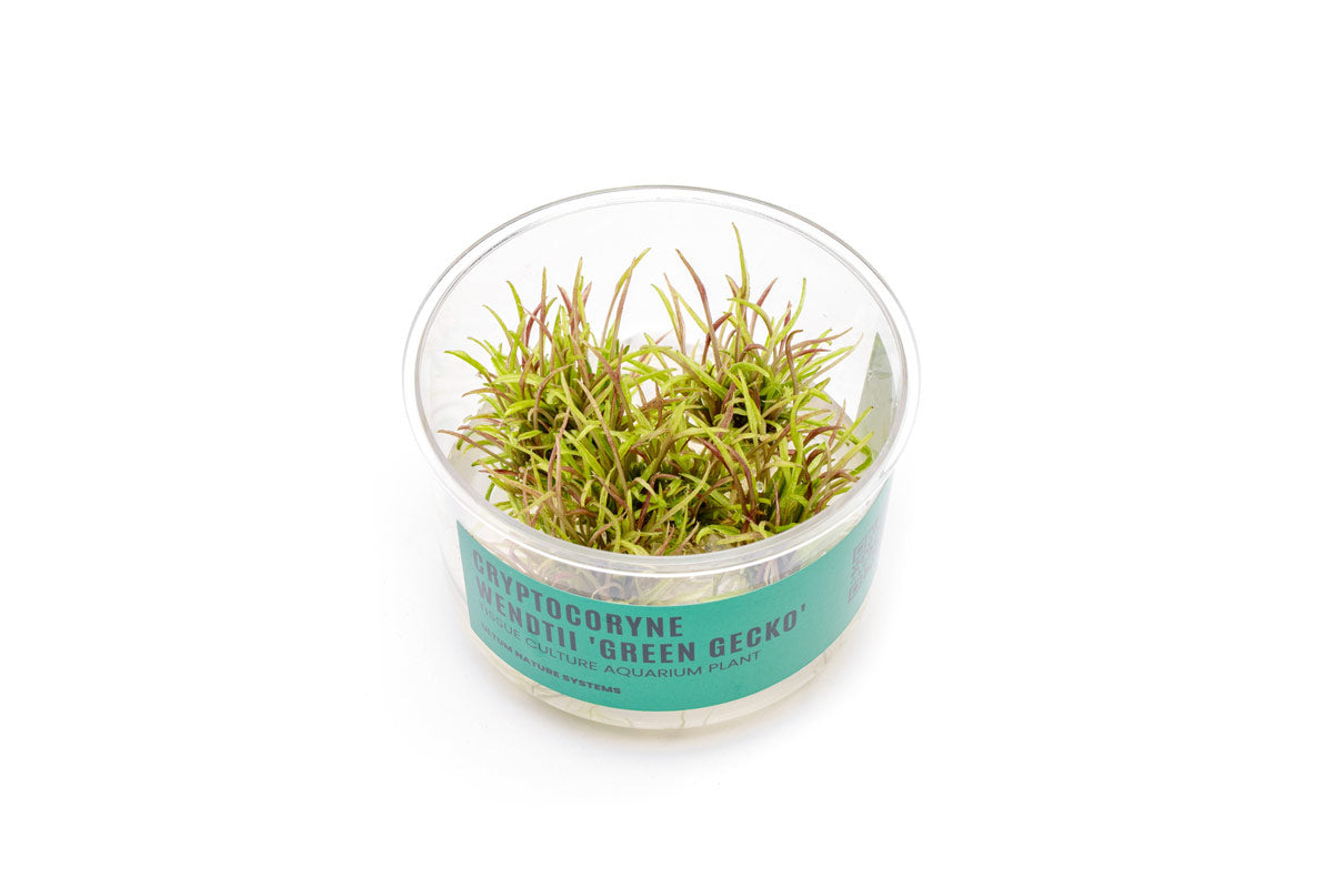 Cryptocoryne Wendtii Green Gecko UNS Tissue Culture - Buce Plant