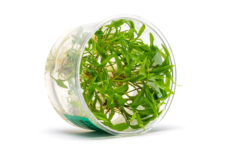 Cryptocoryne Wendtii Green UNS Tissue Culture Aquatic Plant - Buce Plant