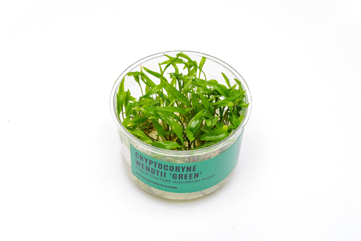 Cryptocoryne Wendtii Green UNS Tissue Culture - Buce Plant