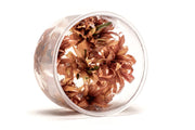 Cryptocoryne Wendtii Sindoor UNS Tissue Culture Cryptocoryne - Buce Plant