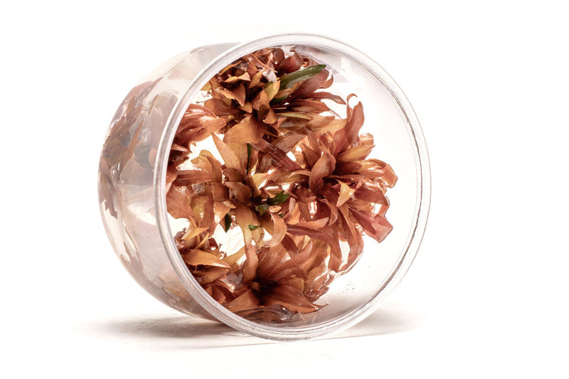 Cryptocoryne Wendtii Sindoor UNS Tissue Culture Cryptocoryne - Buce Plant