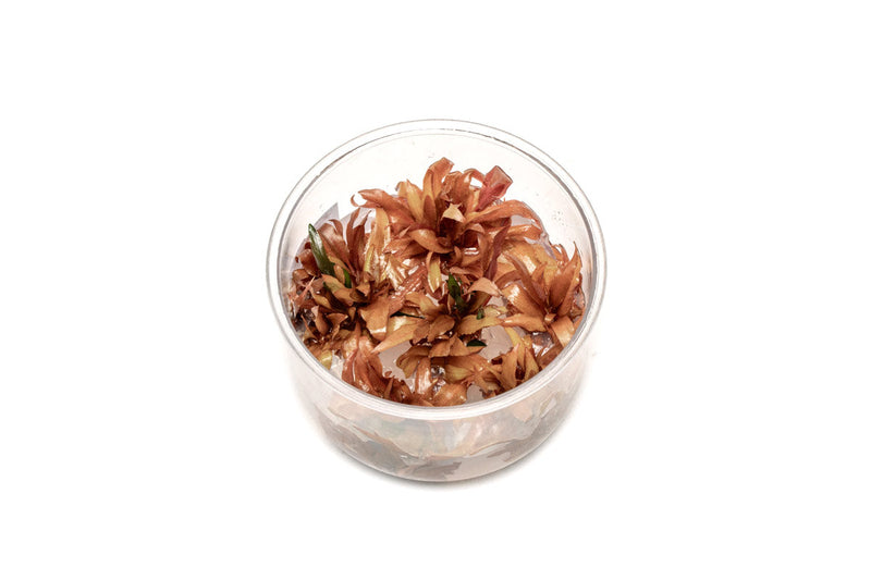 Cryptocoryne Wendtii Sindoor UNS Tissue Culture Cryptocoryne - Buce Plant