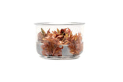 Cryptocoryne Wendtii Sindoor UNS Tissue Culture Cryptocoryne - Buce Plant