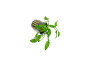 Healthy Cryptocoryne Willisii aquatic plant from ACW with lush, green leaves ideal for freshwater aquariums.