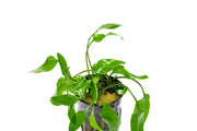 Aquatic plant Cryptocoryne Willisii from ACW with long green leaves suitable for freshwater aquariums.